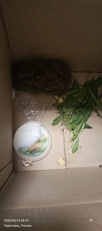 Сотрудники череповецкого «Водоканала» спасли зайчонка от вороны Сотрудники череповецкого «Водоканала» спасли зайчонка от вороны