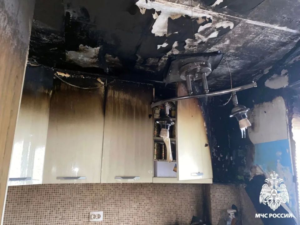 В Вологде 15-летняя кошка Лада спасла хозяйку во время пожара В Вологде 15-летняя кошка Лада спасла хозяйку во время пожара