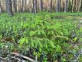 В Вологодской области продолжает снижаться количество незаконных рубок леса