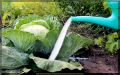 Финальная подкормка капусты в сентябре: секреты здоровья и хранения