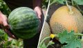 Когда срывать арбузы и дыни: ключевые моменты