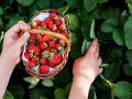Методы для достижения невероятной сладости клубники