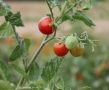 Как крупные производители семян обманывают садоводов: разоблачение мифов о сортах и гибридах