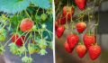 Как вырастить клубнику в квартире: секреты для горожан