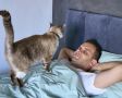 Как остановить ночное выпрашивание еды у кота: советы ветеринара