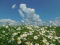 Днём +25° +30°, малооблачная без осадков погода