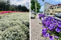 В Череповце этим летом высажено свыше 400 тысяч цветов — бегонии, петунии, лилейники и новинки