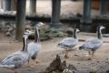 В Зоосаде в вотчине Деда Мороза впервые появились на свет птенцы краснокнижного горного гуся