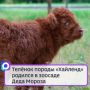 Телёнок породы Хайленд родился в зоосаде Деда Мороза в Великом Устюге