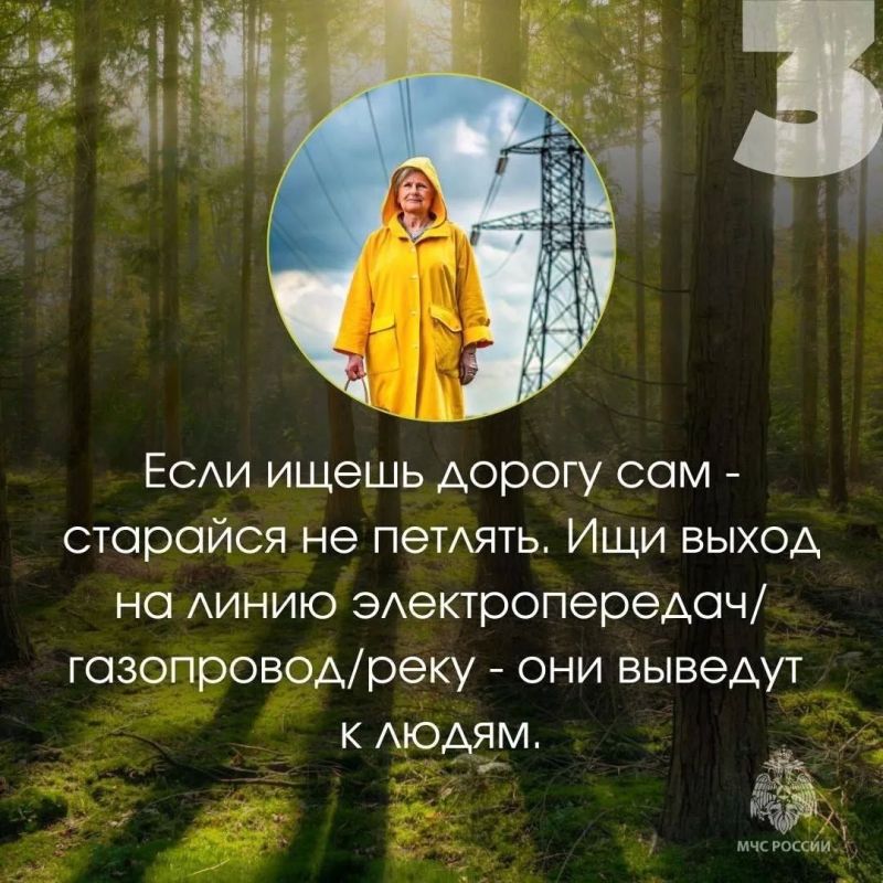 Три человека пропали в лесах Череповецкого округа за вчерашний день Три человека пропали в лесах Череповецкого округа за вчерашний день