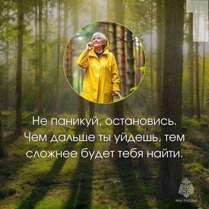 Три человека пропали в лесах Череповецкого округа за вчерашний день Три человека пропали в лесах Череповецкого округа за вчерашний день