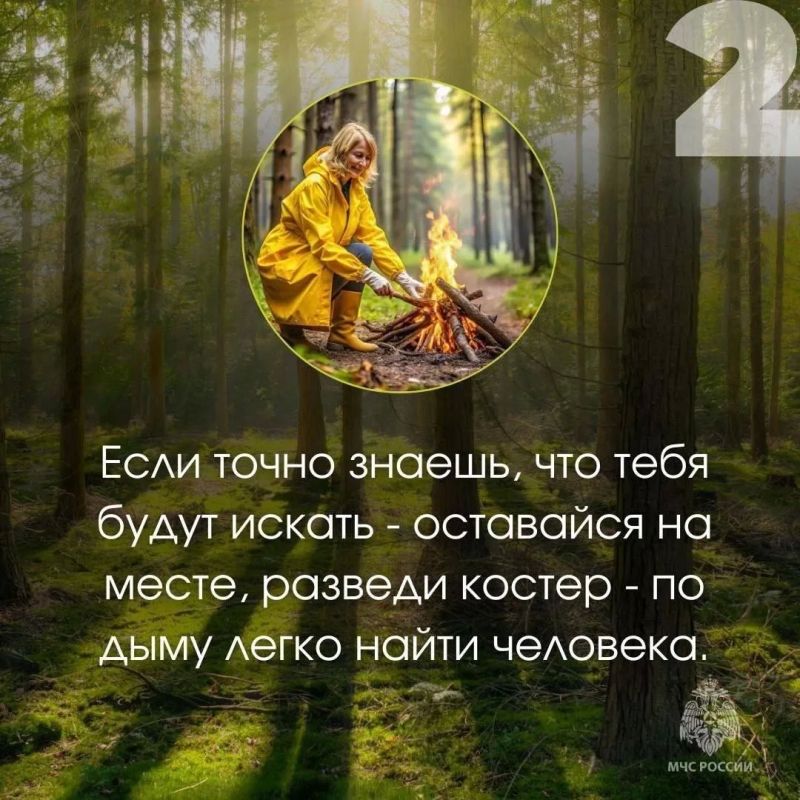 Три человека пропали в лесах Череповецкого округа за вчерашний день Три человека пропали в лесах Череповецкого округа за вчерашний день