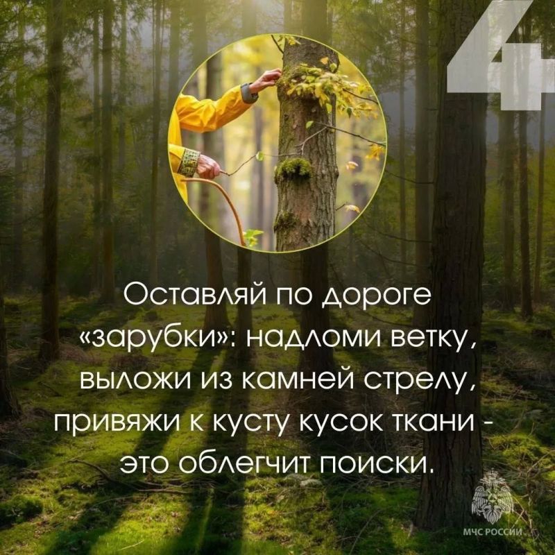 Три человека пропали в лесах Череповецкого округа за вчерашний день Три человека пропали в лесах Череповецкого округа за вчерашний день
