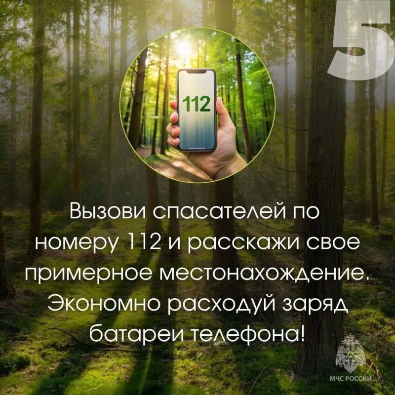 Три человека пропали в лесах Череповецкого округа за вчерашний день Три человека пропали в лесах Череповецкого округа за вчерашний день