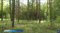 Двое взрослых и ребёнок потерялись в лесу под Череповцом