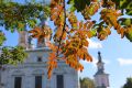 Днём по области +20° +25°, местами небольшой дождь, возможна гроза (по западу)