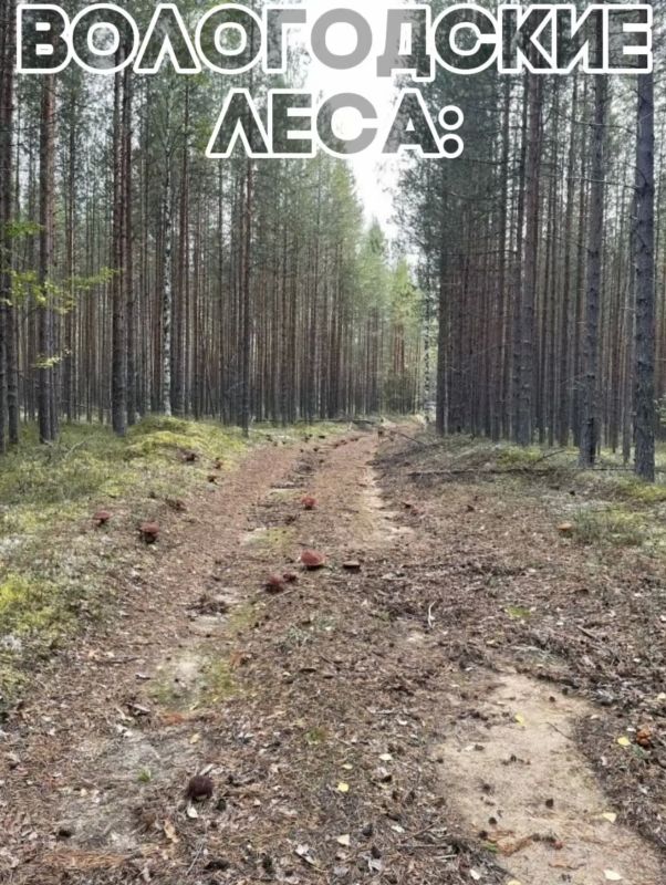 #подсмотрелиуколлег из Министерства лесного комплекса вот такой интерактив: #подсмотрелиуколлег из Министерства лесного комплекса вот такой интерактив: