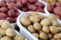 Вологодские фермеры продали более 7 тонн картофеля на ярмарке «Дары осени»