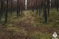 В Вологодской области нашли двух грибников, которым пришлось ночевать в лесу