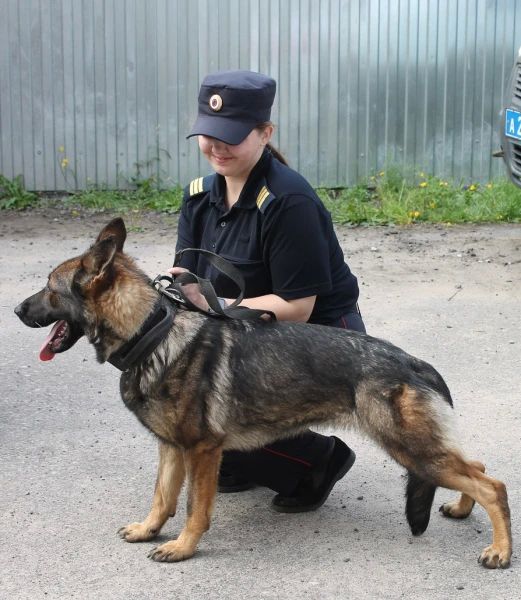 След не потерян: кинолог и собака спасли грибников в Вытегорском округе След не потерян: кинолог и собака спасли грибников в Вытегорском округе