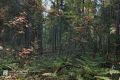������� ��������� ���� �� �������� ������ ������������� ��� ����������� �������