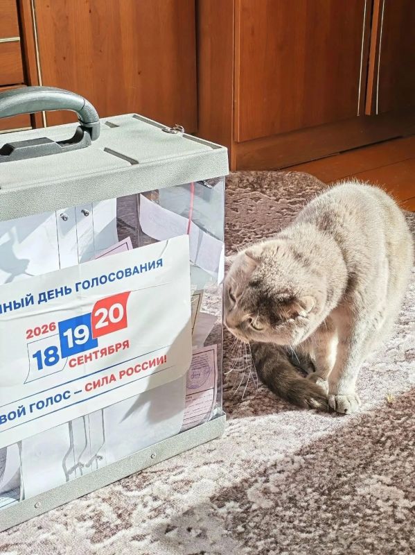 Четвероногие любимцы помогали своим хозяевам определиться с выбором Четвероногие любимцы помогали своим хозяевам определиться с выбором
