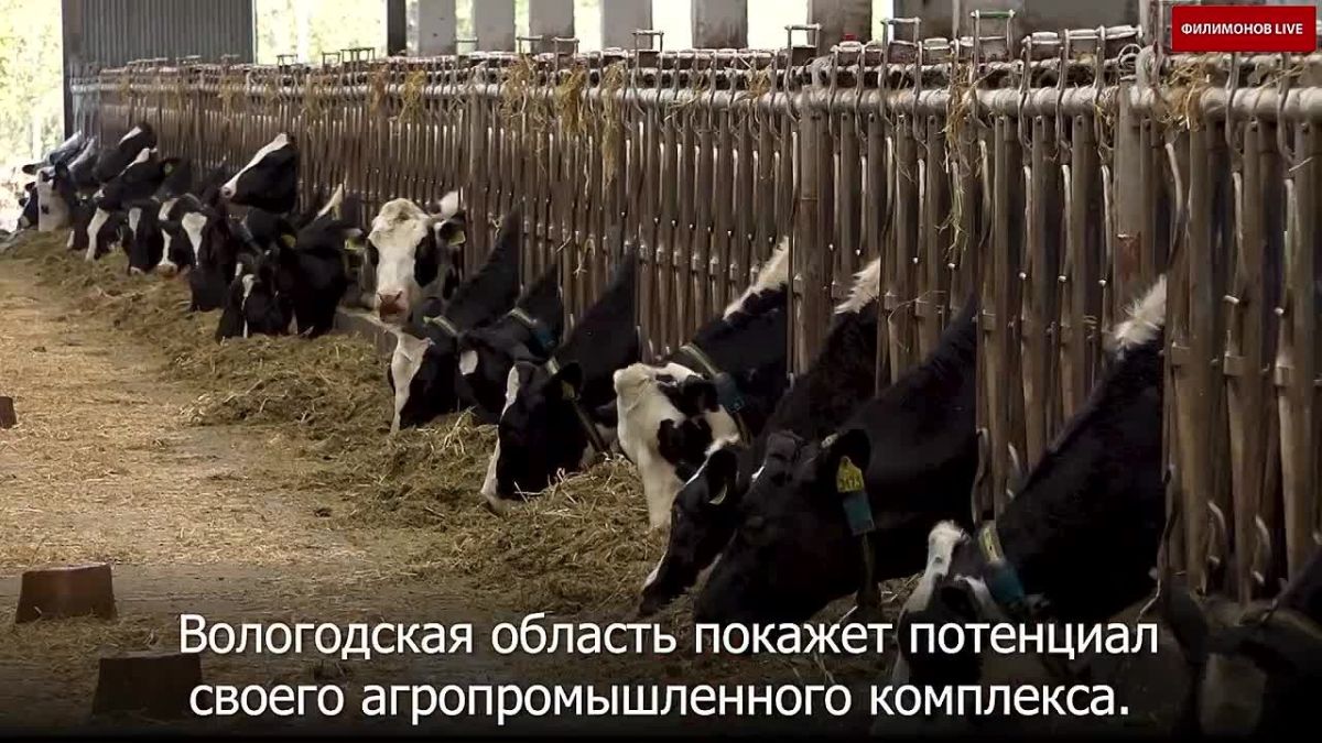 Вологодская область привезла на выставку «Золотая осень» в Москву больше 400 наименований продукции