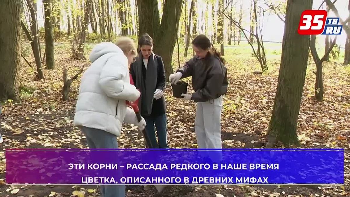 Башмачки и зимолюбки: краснокнижные растения высадили на берегу Шексны в Череповце