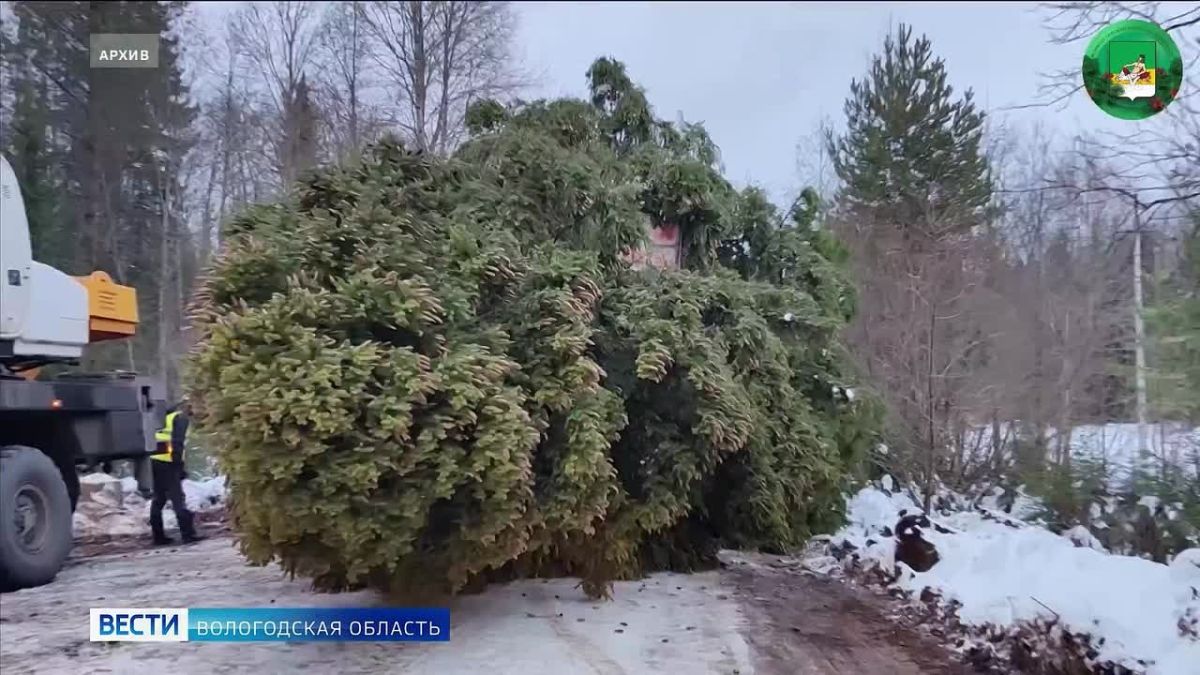 Вологодская область отправит новогоднюю ель из Великого Устюга детям Старобельска Луганской Народной Республики
