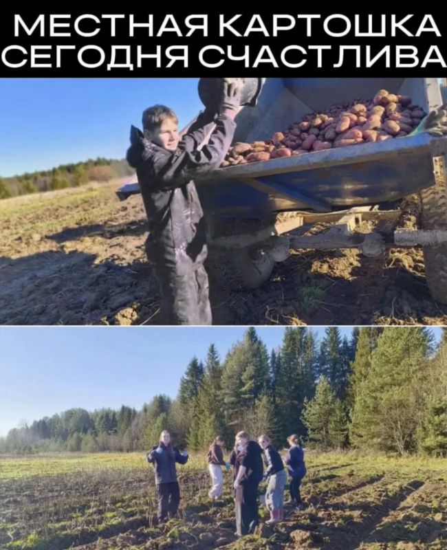 Агроклассы в деле.. В Сямже ученики местной школы приняли участие в уборке картофеля на полях