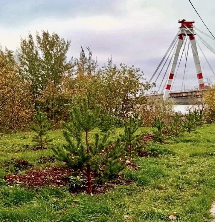 Андрей Накрошаев: «Горзеленстрой» подготовил городские зелёные насаждения к зиме Андрей Накрошаев: «Горзеленстрой» подготовил городские зелёные насаждения к зиме