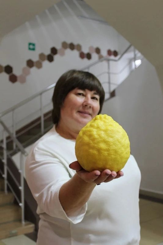 Лимонный гигант весом 800 граммов вырос у устьянского садовода Владимира Филоненко Лимонный гигант весом 800 граммов вырос у устьянского садовода Владимира Филоненко