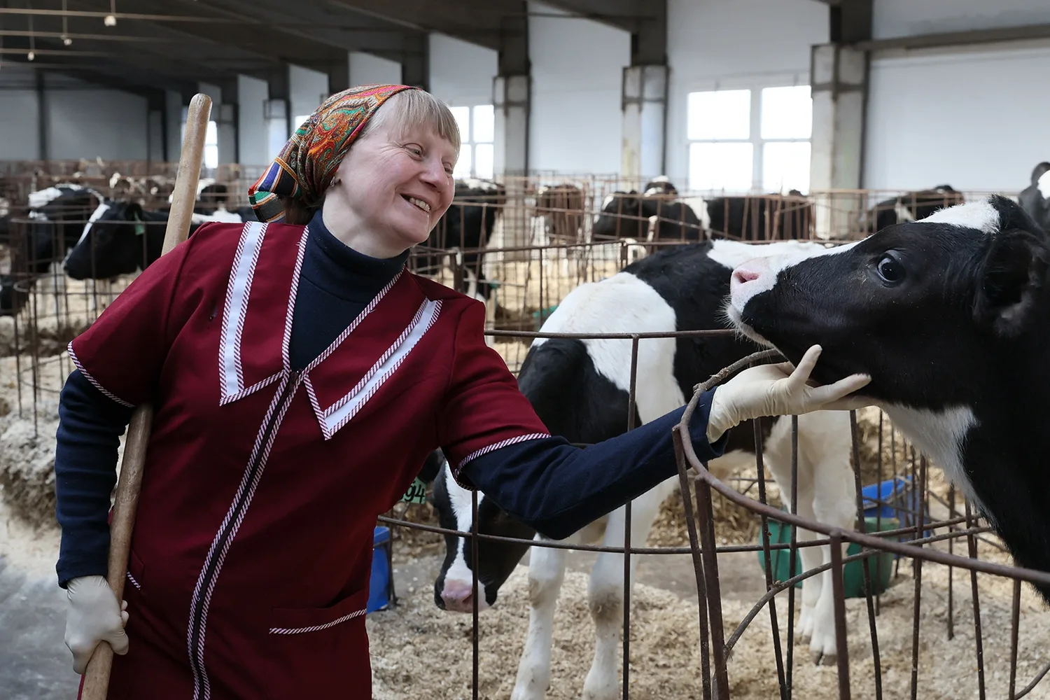Племенные хозяйства Вологодчины произвели более 424 тысяч тонн молока