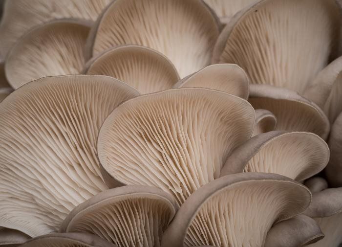 ����������� ������� �� �������� �������: ������� ��������� ������