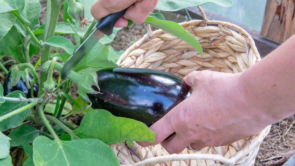 Успейте опрыскать баклажаны: без этого удобрения на вкус будут как вата