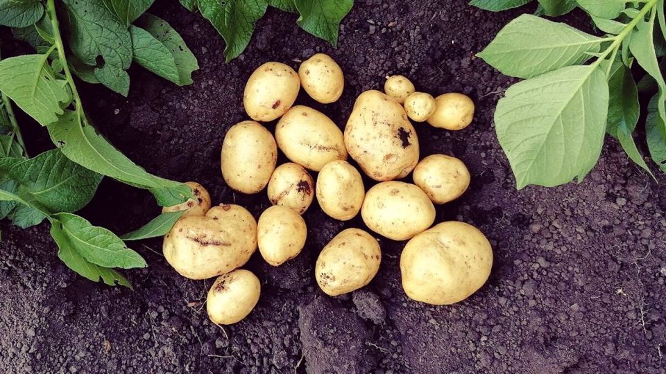 Нежный вкус молодого картофеля: как быстро и вкусно его приготовить на сковороде