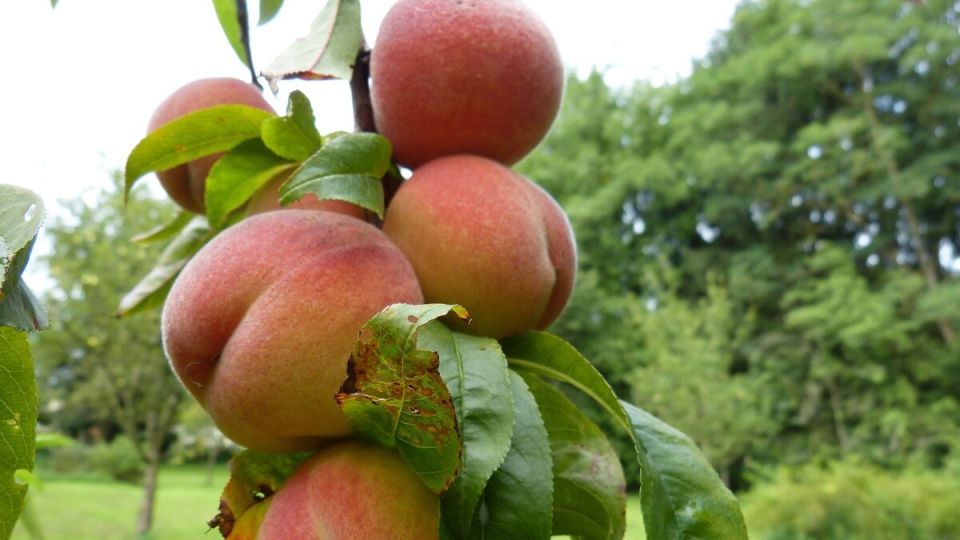 Летние заботы садоводов: как защитить свой сад от болезней и вредителей в конце июля