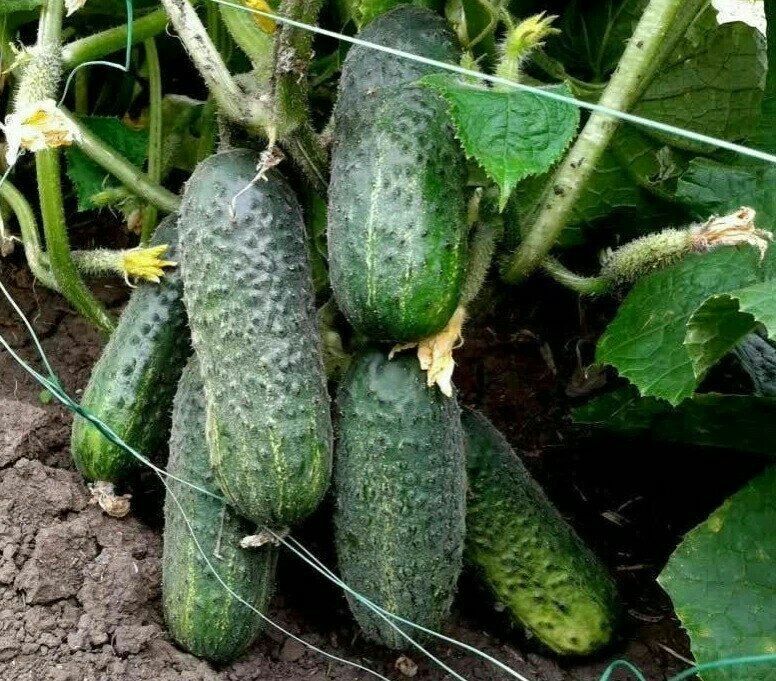 Как получить щедрый урожай огурцов: практические советы по подкормкам