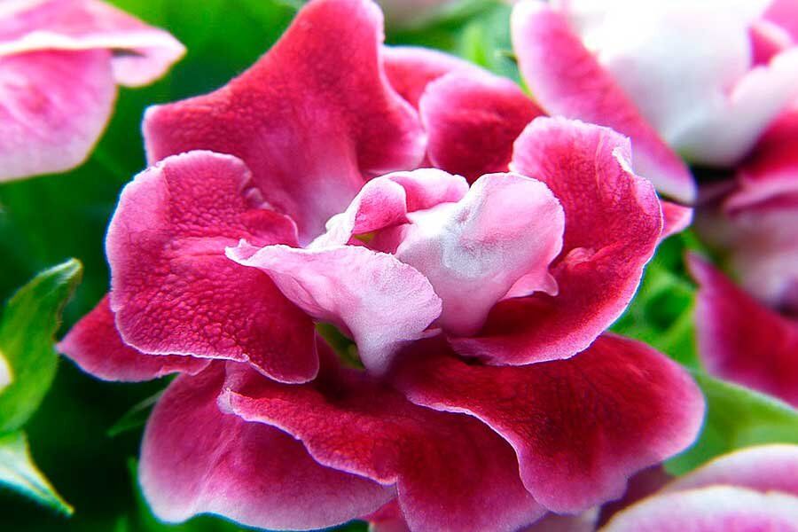 Проверенные методики размножения глоксинии