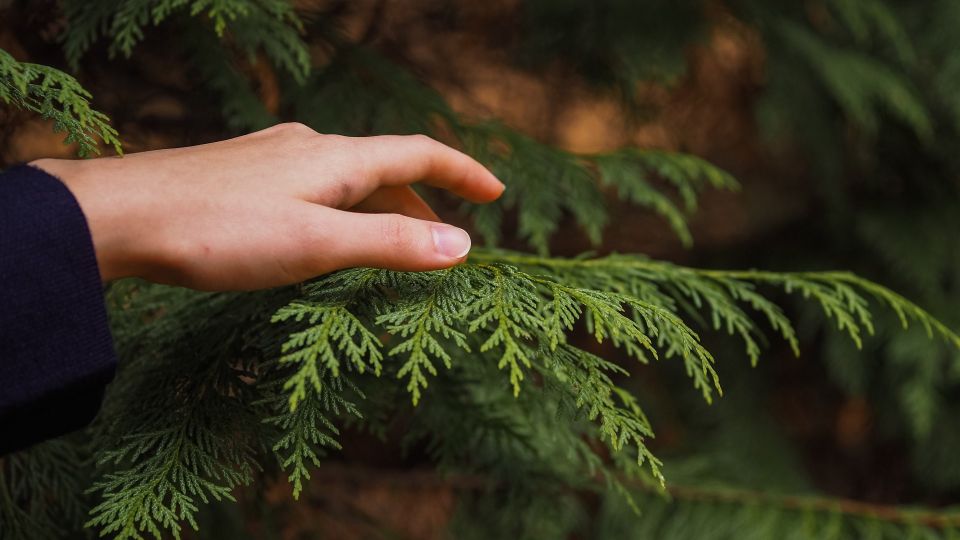 Хвойные деревья с легкостью переживут холода: помогут две процедуры