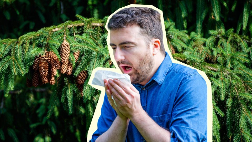 Хвойные тоже опасны: никогда не сажайте эти растения, если в доме живут аллергики
