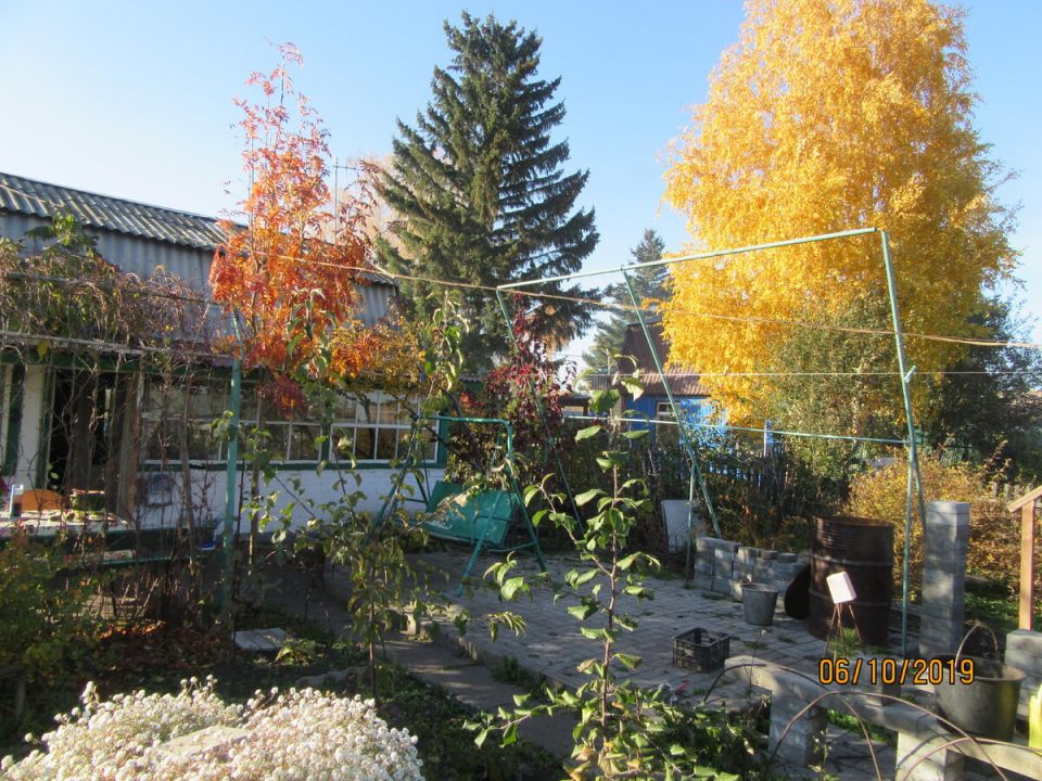 Успешная прививка рябины: как получить урожай на удивление