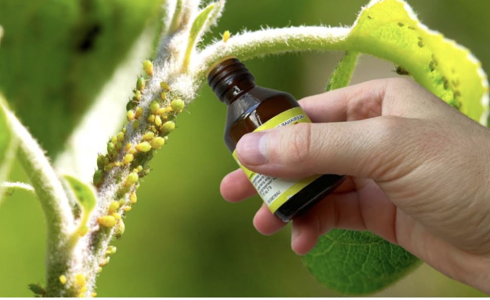 Пять аптечных помощников для успешного огородничества