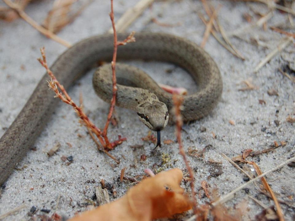 Почему змеи — лучшие друзья садоводов
