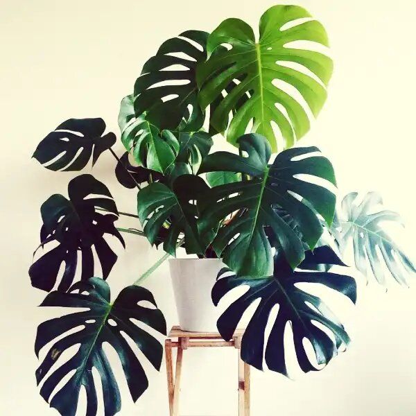 Монстера: как этот тропический красавец завоевал наши сердца