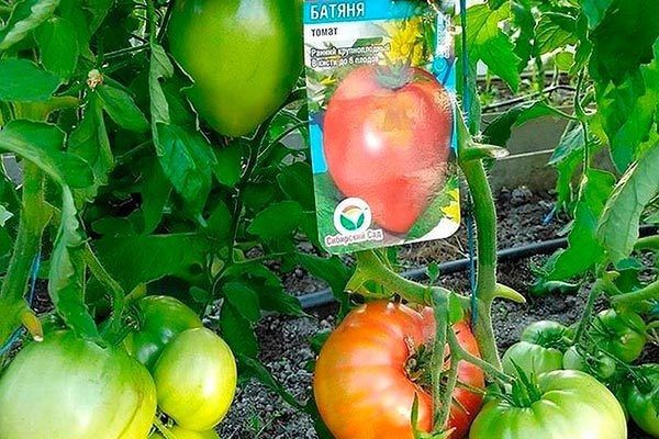 Томаты Батяня: секреты успешного выращивания