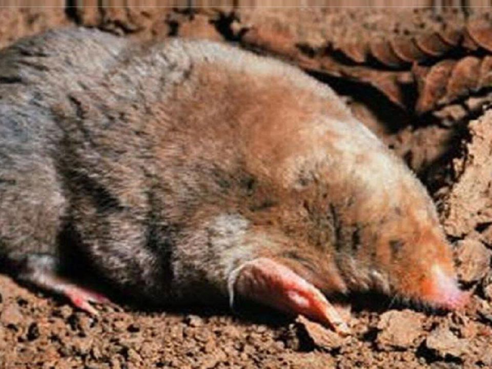 Как простая банка может избавить вас от кротов на даче