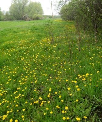 Одуванчик: маленькое солнечное чудо с множеством секретов