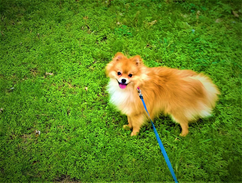 Как защитить газон от домашних и диких животных: 10 эффективных решений