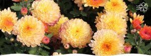 Почему хризантемы становятся финальным аккордом осени в вашем саду